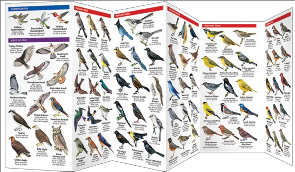 FOLDING POCKET GUIDE WYOMING BIRDS