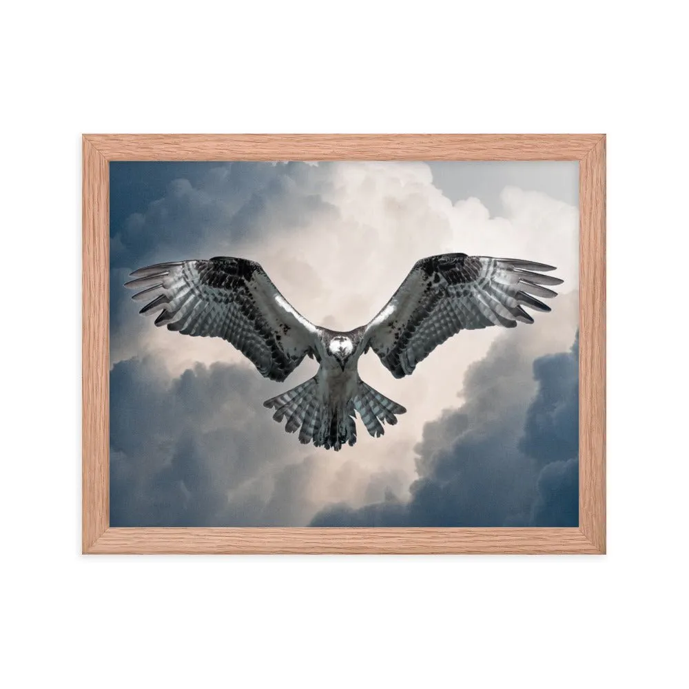 Hovering Osprey Framed poster