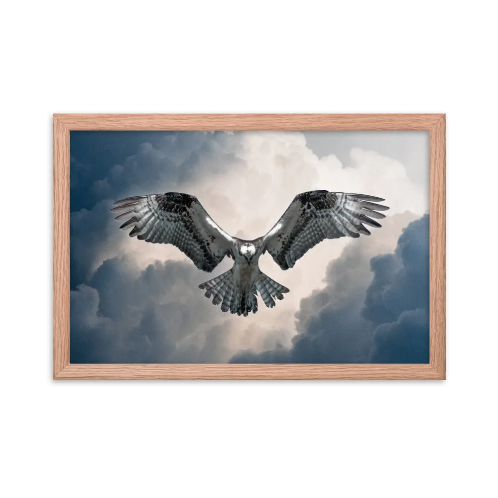 Hovering Osprey Framed poster