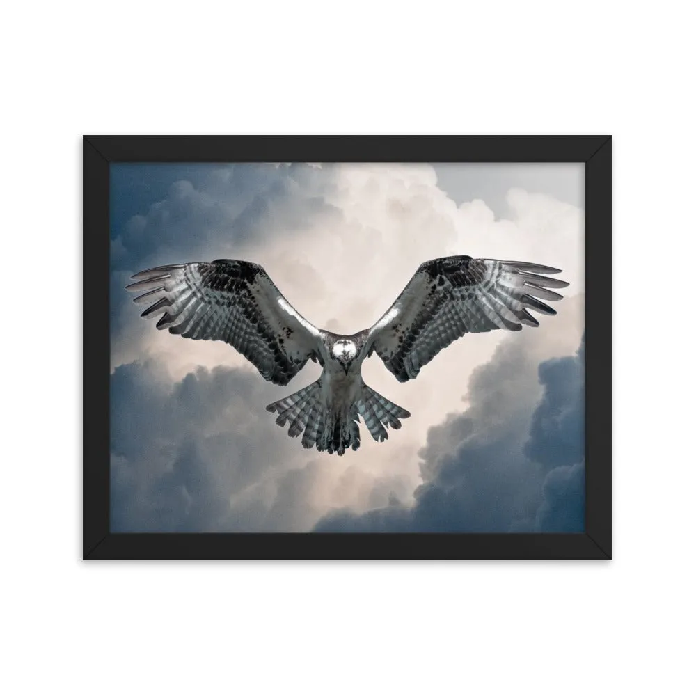 Hovering Osprey Framed poster