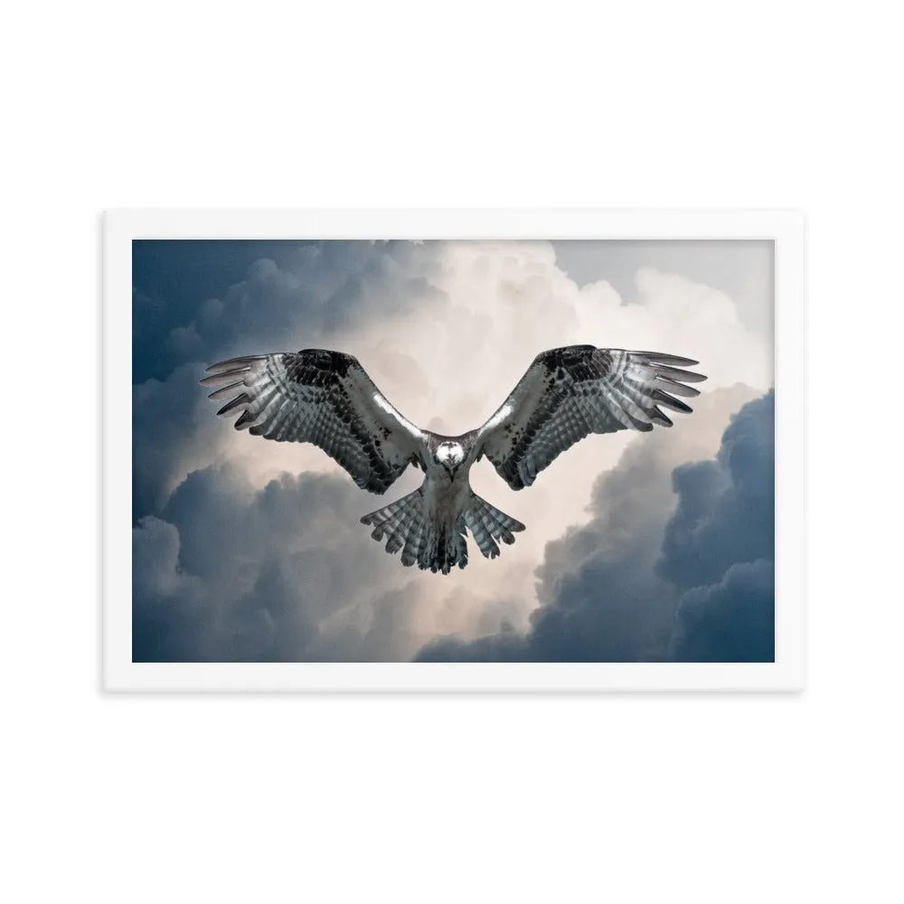 Hovering Osprey Framed poster