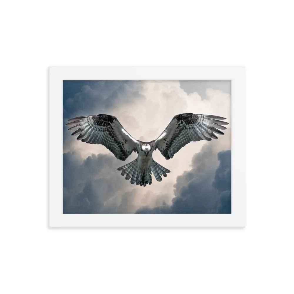 Hovering Osprey Framed poster