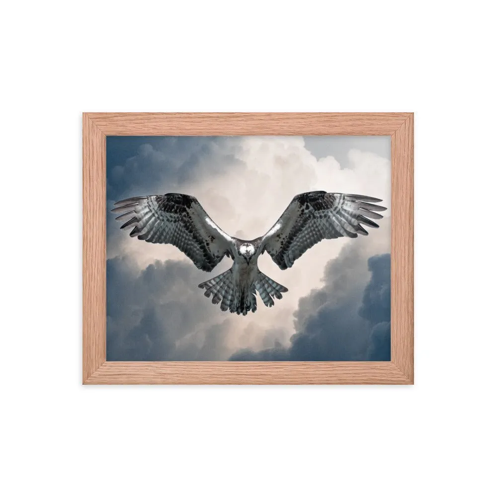 Hovering Osprey Framed poster