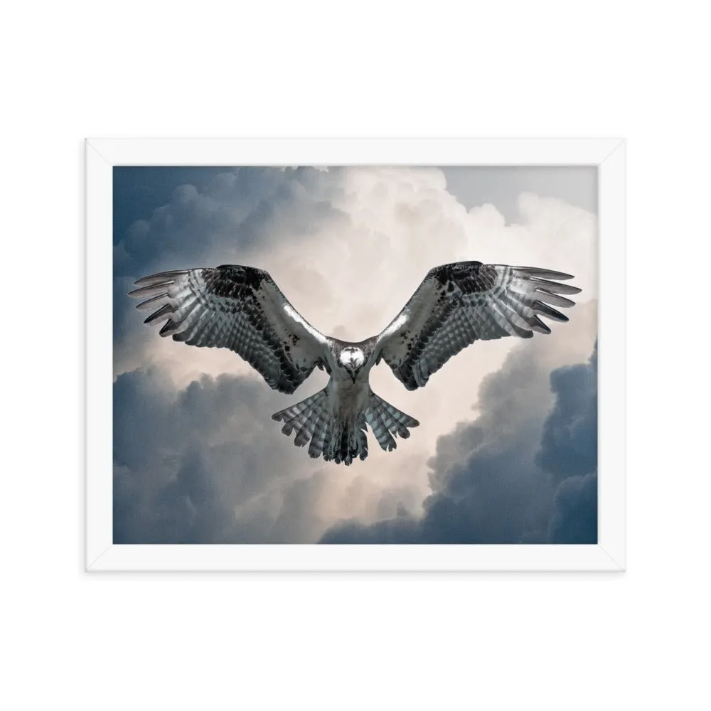 Hovering Osprey Framed poster