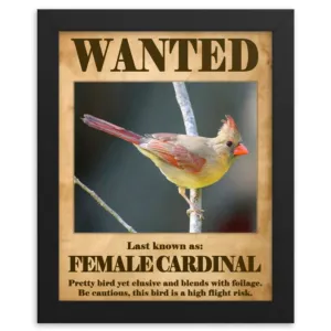 Wanted: Female Cardinal Framed Poster